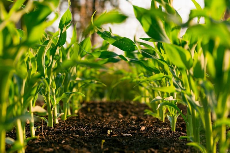 Kenyan farmer using smartphone for agricultural advisory
